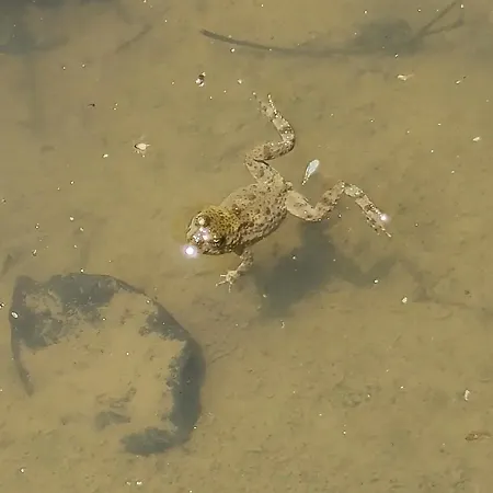 House Domek alpejski *